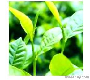 epimedium extract