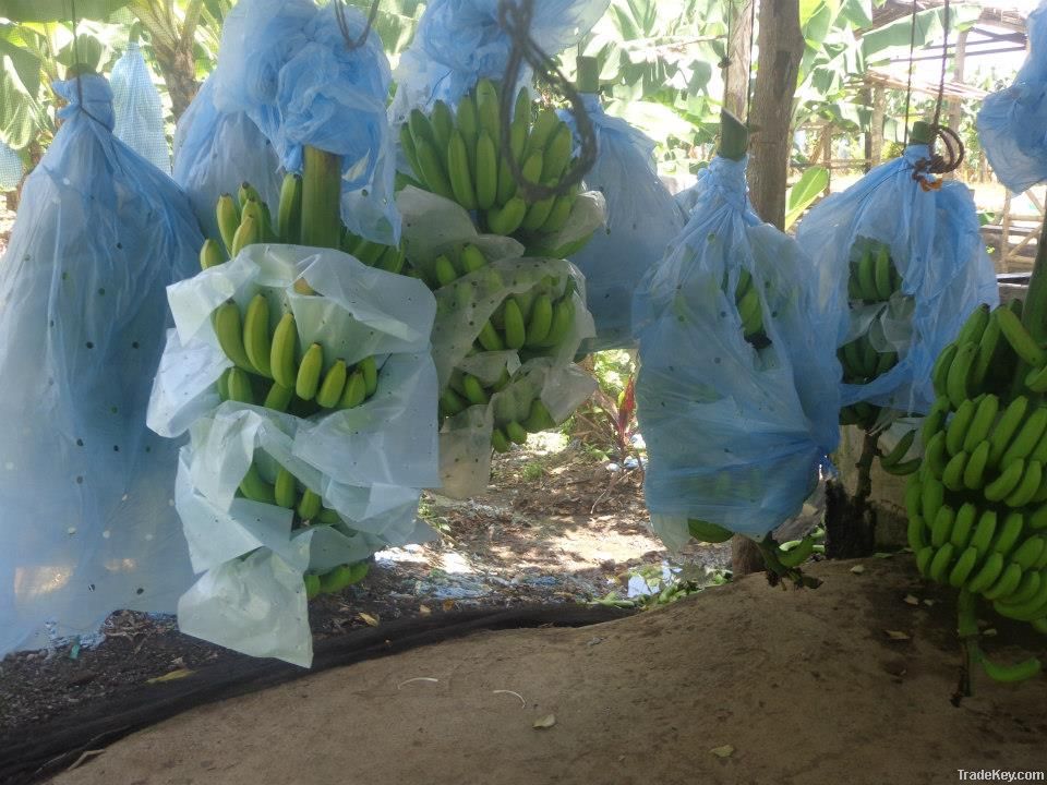 Fresh Cavendish Banana Best Quality Dole