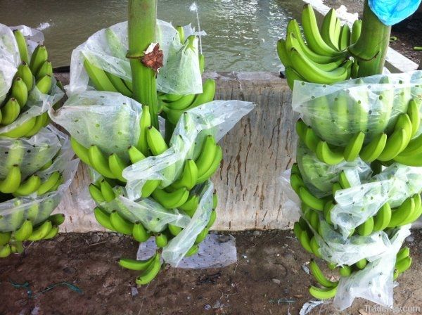 Fresh Cavendish Banana Best Quality Dole