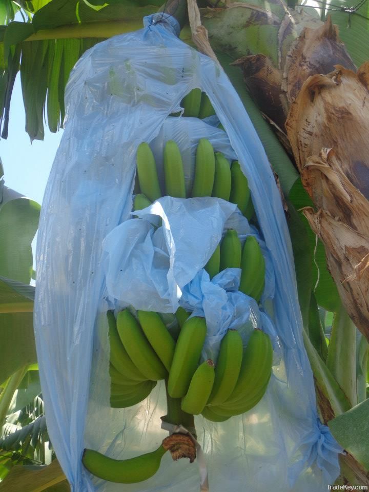 Fresh Cavendish Banana Best Quality Dole