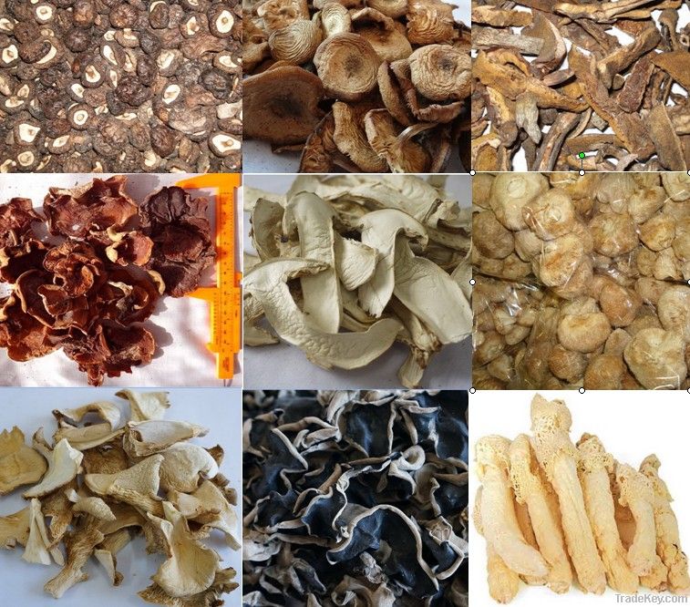 Dried white button mushrooms