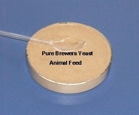 Yeast protein Powder for animal feed