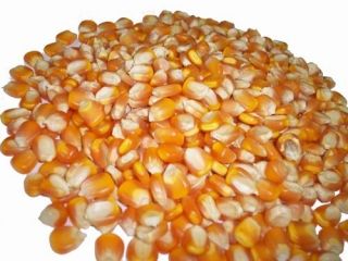  Dried Yellow Corn From Cambodia