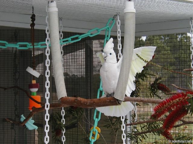 Parrots, Love birds, Cockatoos, Canaries, Fiches, Doves, and many others