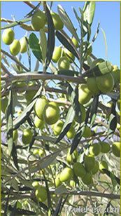 Olive Trees (Olive Nursery)