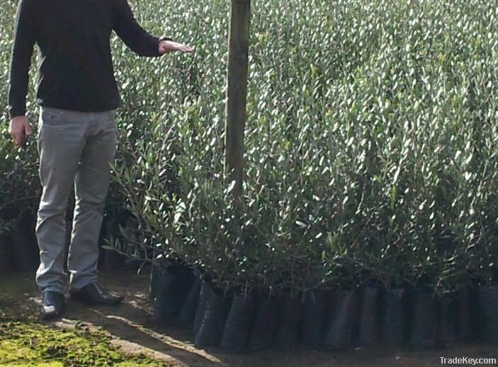 Olive Trees (Olive Nursery)