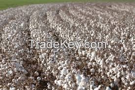 100% NATURAL ORGANIC BEST COTTON SEEDS FOR WHOLESALE PURCHASE