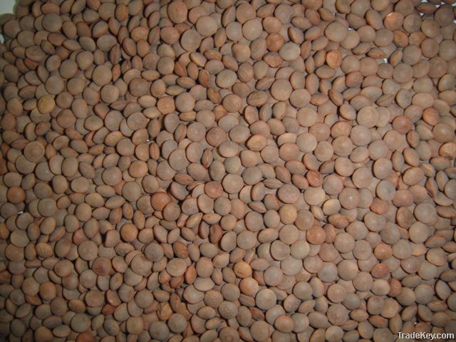 red lentils importers,red lentils buyers,red lentils importer,buy red lentils,red lentils buyer,import red lentils,red lentils suppliers,