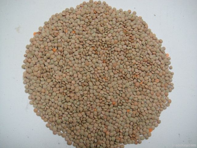 red lentils importers,red lentils buyers,red lentils importer,buy red lentils,red lentils buyer,import red lentils,red lentils suppliers,