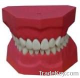 Permanent Tooth-Brushing Demonstration Model