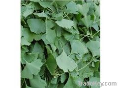 Ginkgo Biloba Extract in herbal extract