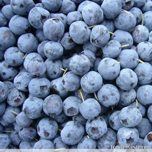 Bilberry Extract