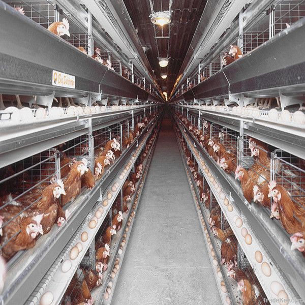 chicken cage