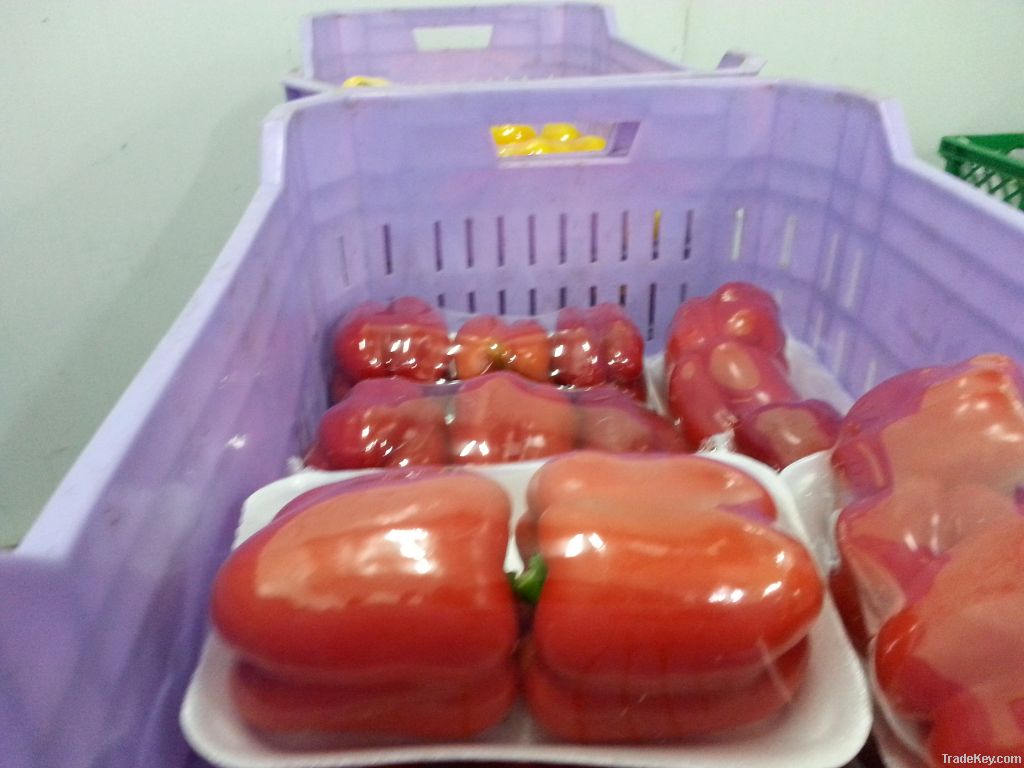 Egyptian fresh capsicum