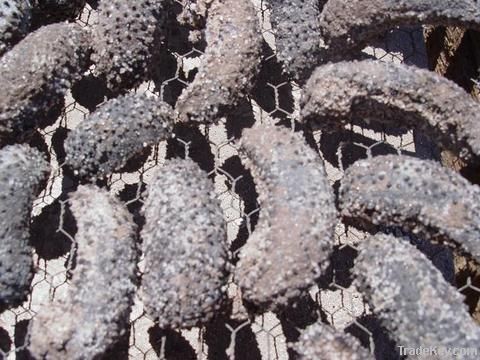 Dried Sea Cucumber