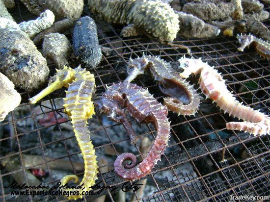 Dried Sea Horse