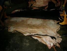 cow hide