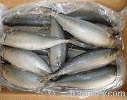 Horse Mackerel