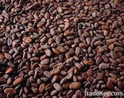 Cocoa Beans