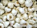 FRESH GARLIC