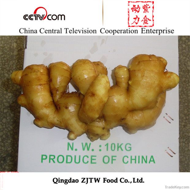 ZJTW New Crop Fresh Ginger