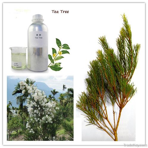 Tea Tree Essential oil