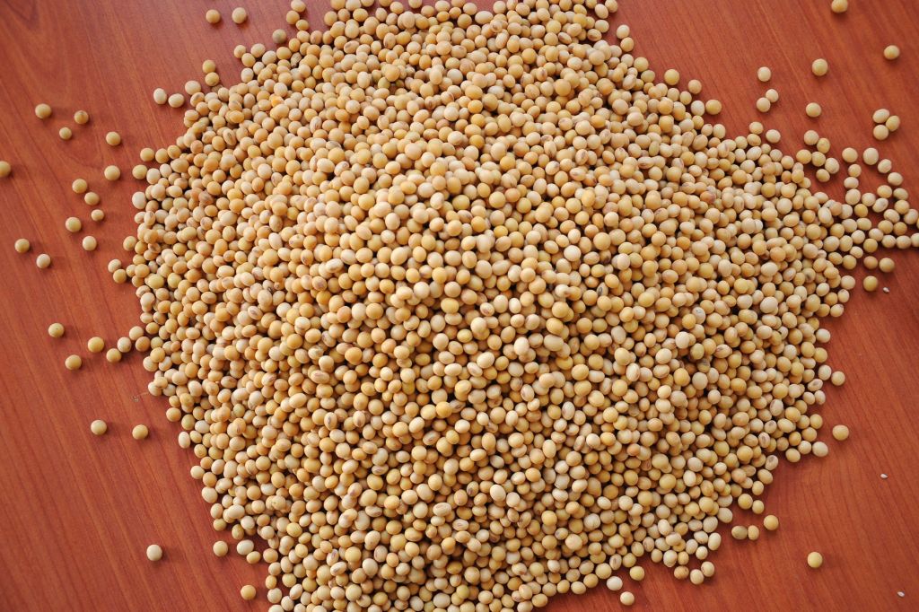 Yellow Soya Beans