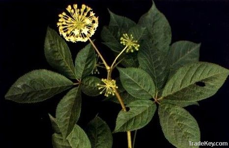 Siberian Ginseng Extract