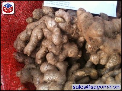 Fresh Ginger origin Vietnam