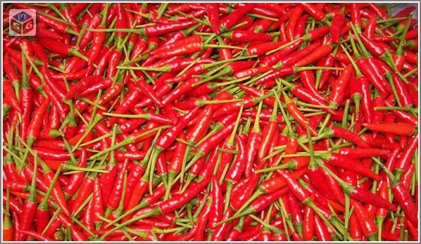 Fresh Chili