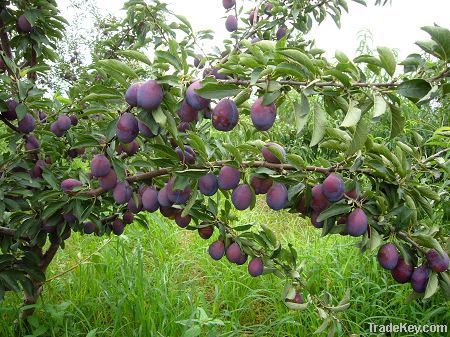 Dried Prune