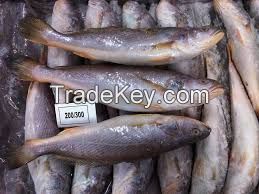 Frozen Croaker Fish