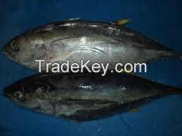 Frozen Yellowfin Tuna Whole round and Gilled &amp; Gutted