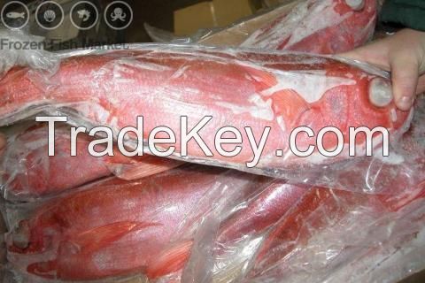 Frozen Red Snapper Fish