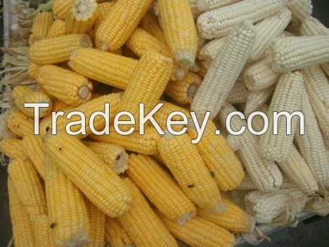 Non GMO white maize/Yellow corn/Non-GMO soybean seed