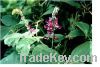 Plant Extract Root