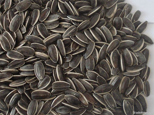 Chinese Sunflower Seeds, Inner Mongolia Origin.