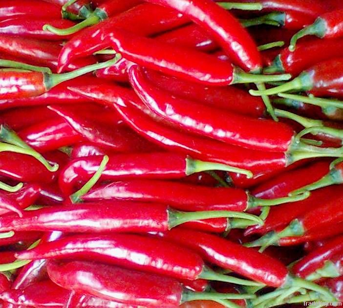 fresh chilli