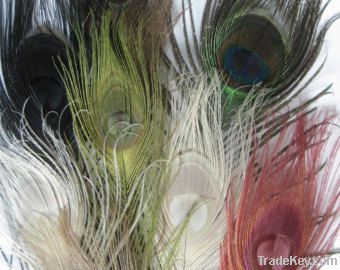 peacock and ostrich feathers for sale