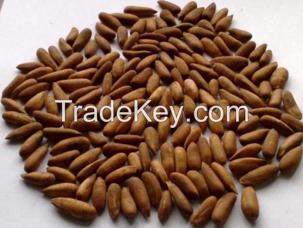 Pine Nut / Chilghoza