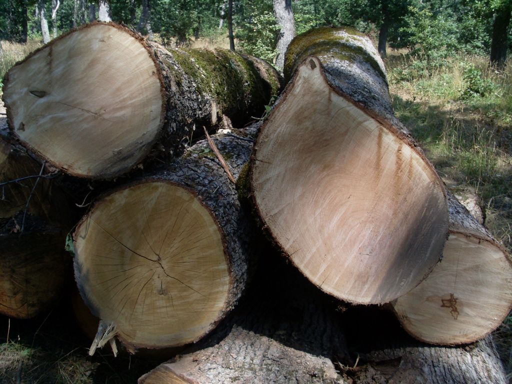 A/B/C grade White Oak logs 