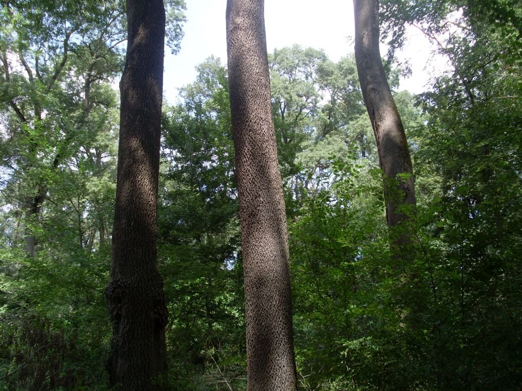 A/B/C grade White Oak logs 