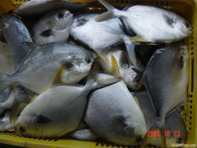 frozen fresh golden pomfret