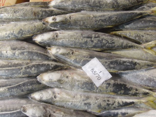 Frozen fresh scad(horse mackerel)