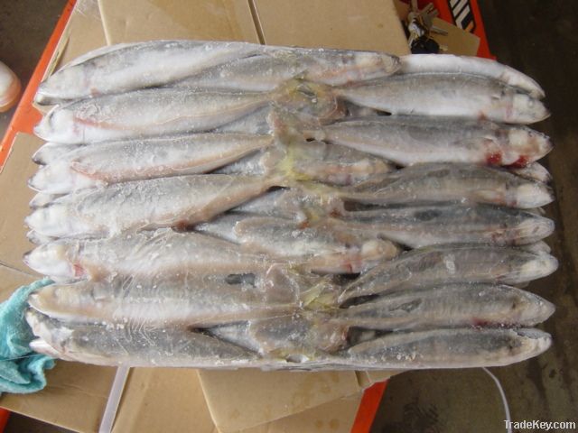 Frozen fresh scad(horse mackerel)