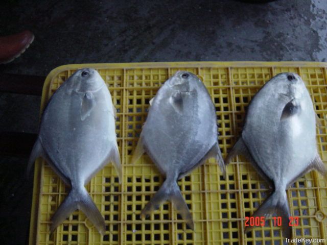 frozen fresh golden pomfret