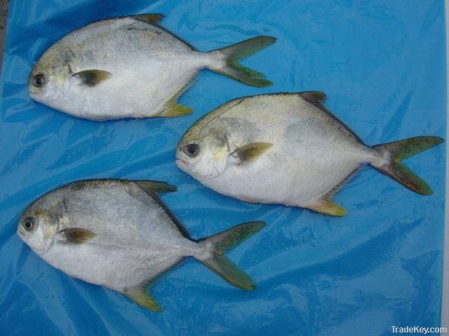 frozen fresh golden pomfret