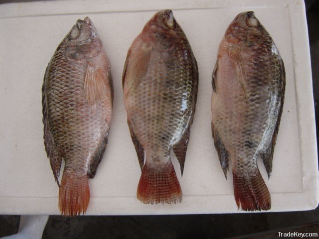 frozen black tilapia fillet(oreochromis niloticus)