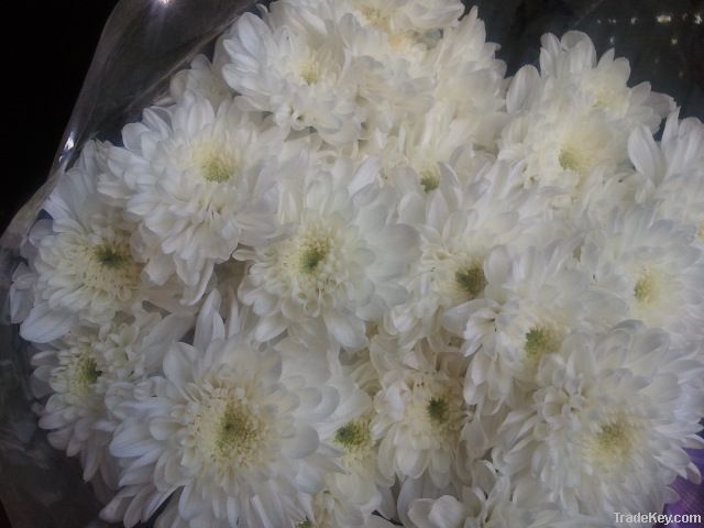 Chrysanthemum