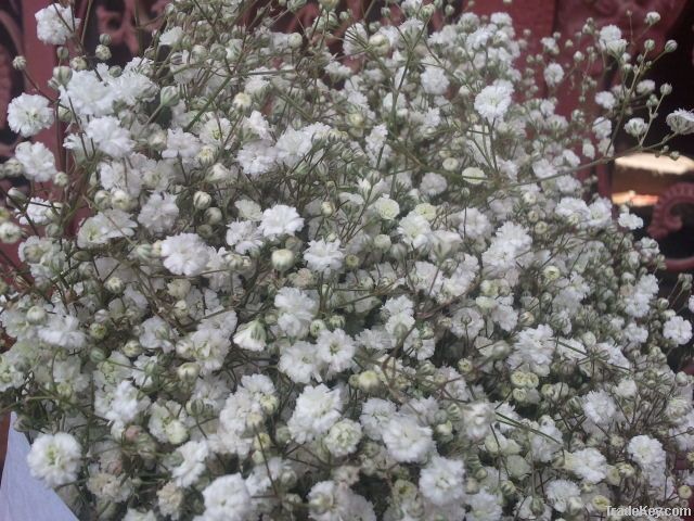 Gypsophila